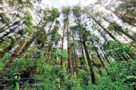 COP30: 53 countries endorse new global fund to pay nations for preserving tropical forests