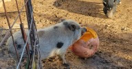 Local pig rescue accepting donations of leftover pumpkins