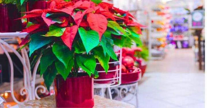 Experts explain how to get festive houseplants flowering this winter