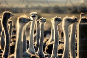 Controversial Canadian ostrich cull order will go ahead