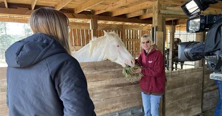 Recovering horses thrive at TMMA farms as sanctuary prepares for holiday event