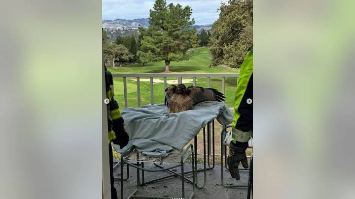 Red-tailed hawk flies into home through bedroom window, East Bay firefighters respond