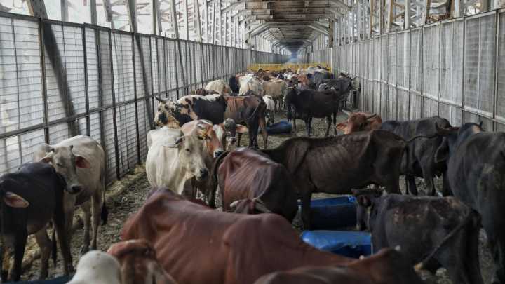 2 BSF personnel injured by cattle smugglers, 1 suspect detained by Tripura Police