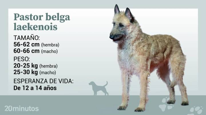 El pastor belga laekenois: historia y presente del más desconocido de los pastores belgas