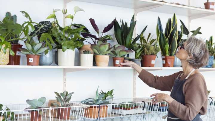 Grow This Easy Flowering Plant Indoors For Colorful Blooms From Winter To Spring