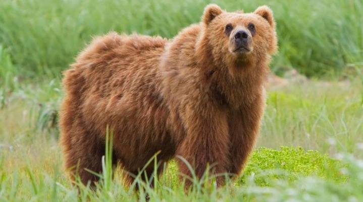 Alaska groups sue over unlimited bear killings