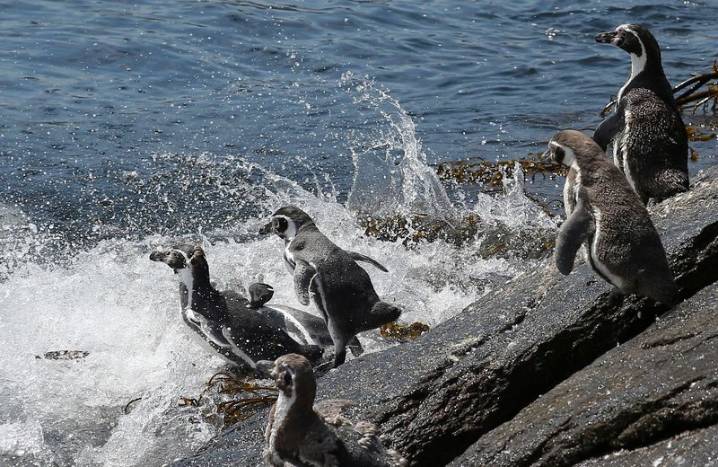 Chile’s endangered Humboldt penguins risk further decline, scientists say
