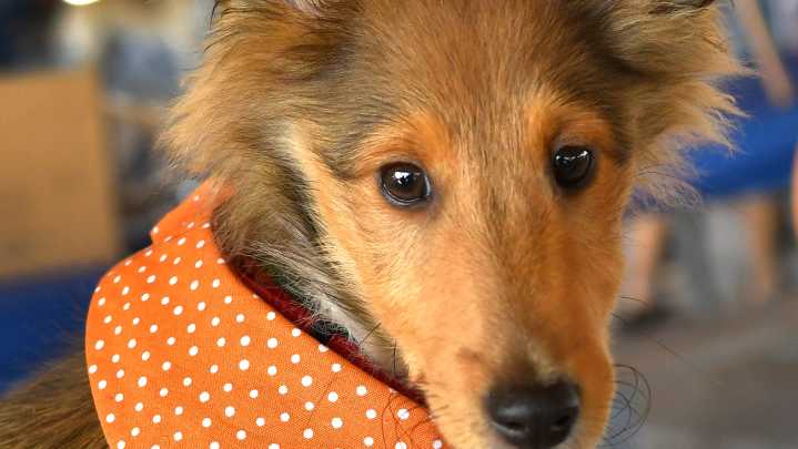 Woofs, Wags & Wiggles at Wickham for Coastal Boxer Rescue Fundraiser