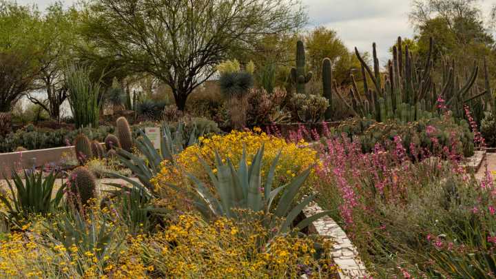 The Useful Garden Succulent That Can Stand The Winter In Warm, Dry Climates
