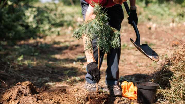 How To Prepare And Protect A Newly Planted Tree During The Winter Season