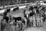 Vintage Chicago Tribune: The International Livestock Exposition
