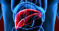 New AI Might Boost Liver Donations By Highlighting Best Potential Donors