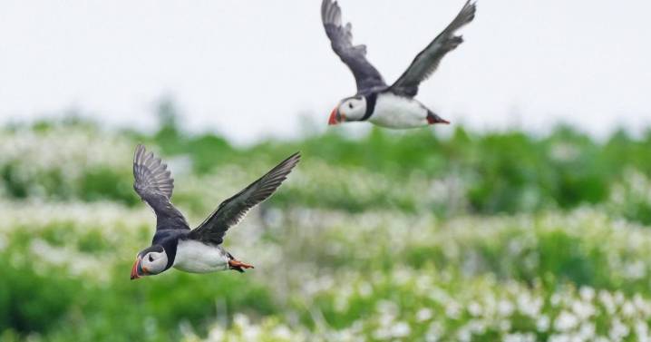 Puffin numbers down by almost a quarter on Farne Islands, annual survey shows