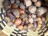 Acorn foraging in Oregon: Expert tips for harvesting during bumper crop year