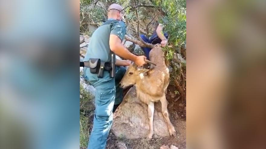 Rescatan a una cabra salvaje atrapada durante días por un lazo en la pata