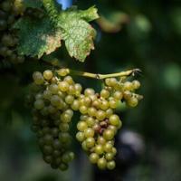 World wine output set for modest 2025 recovery: industry body