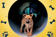 Proponen registro obligatorio con microchip para animales de compañía en BC