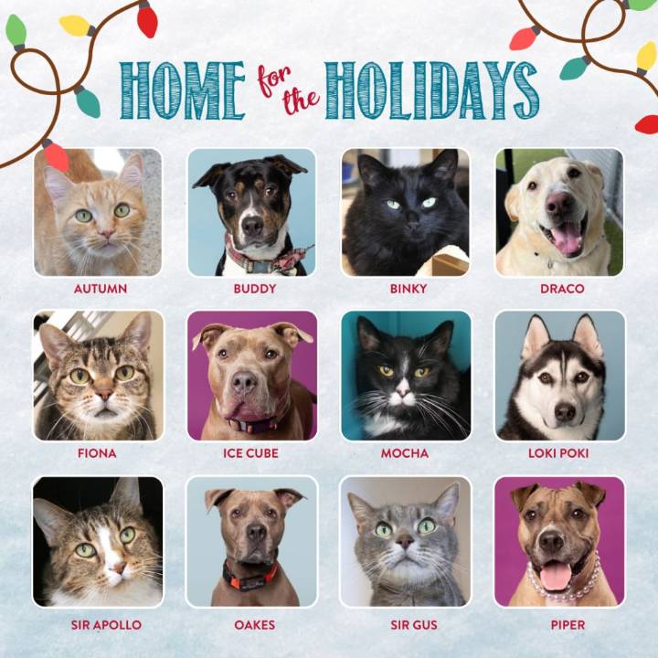 500 Pets Need Homes: $10 Adoptions