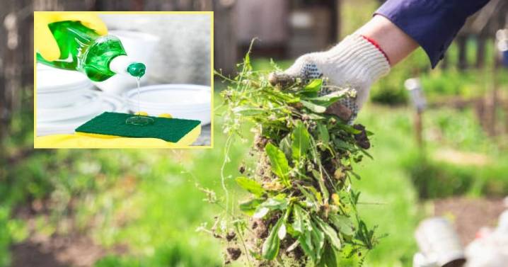 Cómo utilizar el jabón líquido para eliminar las malas hierbas sin esfuerzo y sin dañar el jardín