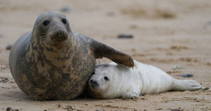 'Beautiful' beach a short drive from Cambs where you can spot seals in winter