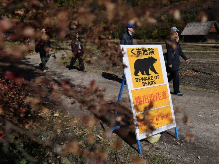 Aomori: empleado de ramen repele a un oso en año récord de ataques