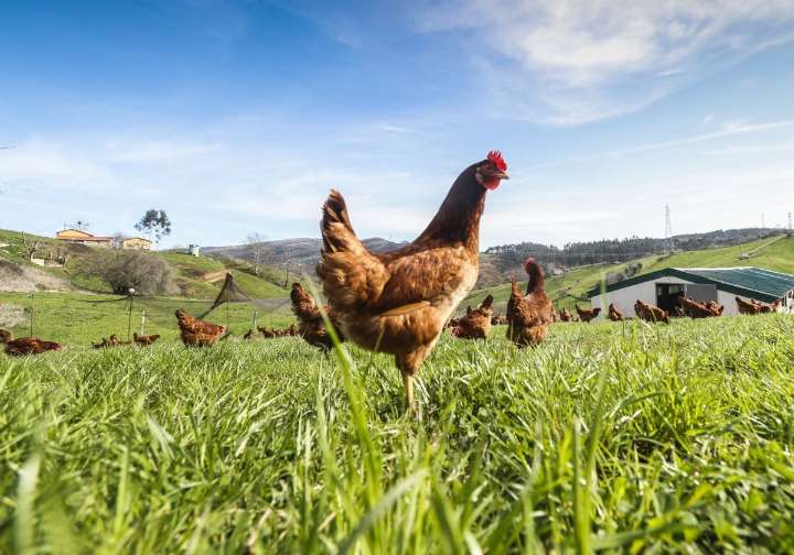 La expansión de la gripe aviar obliga a confinar las aves de corral en 31 municipios de Cantabria