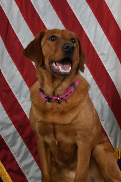 Murray PD's K9 Bonnie to receive a donation of body armor