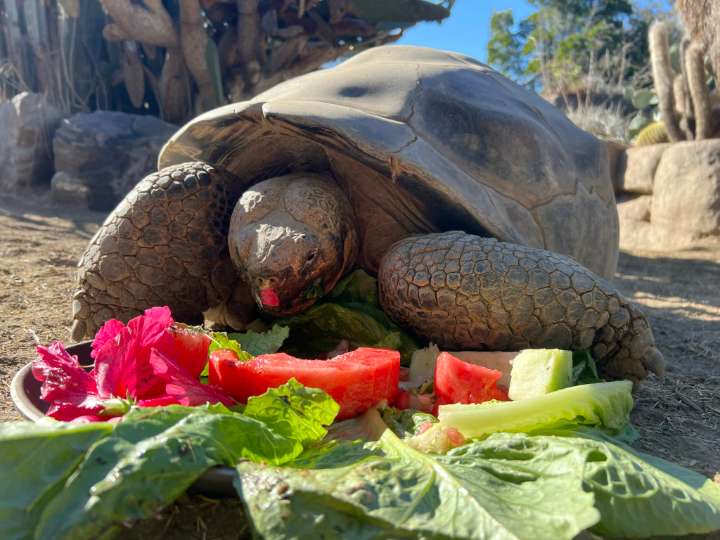 Gramma the Galapagos tortoise, oldest resident of San Diego Zoo who delighted visitors for almost a century, dies at about 141