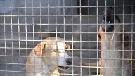 Almería da un nuevo impulso a su centro de protección animal con una notable ampliación