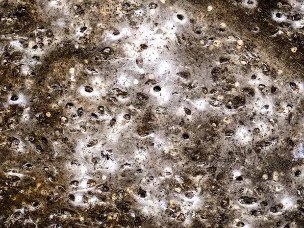 World’s largest-known spider’s web reveals different species “having a party” instead of preying on each other