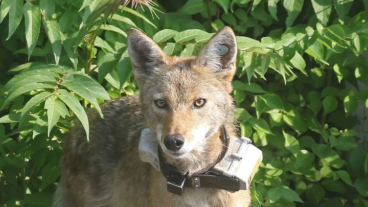 Coyotes among us: Why Northeast Ohio's wild neighbors are more misunderstood than menacing