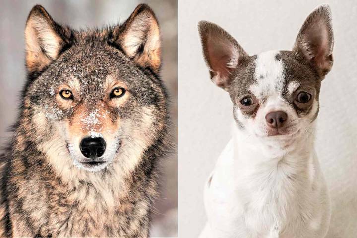 Detectable Wolf DNA in Two-Thirds of Dog Breeds, Including Chihuahuas, Study Reveals