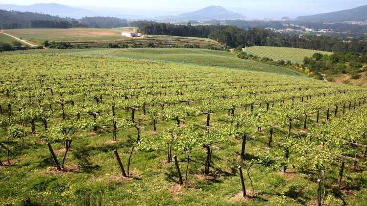 Las exportaciones de vinos de Rías Baixas crecen como la espuma: más de 8 millones de litros llegan a 107 países y suman 66,5 millones de euros