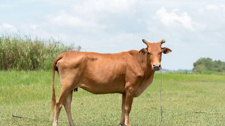 Infected cow's milk 'prasad' sparks rabies scare in Uttar Pradesh village