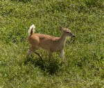 90 especies de fauna fueron identificadas en áreas de conservación de Ecopetrol en Casanare
