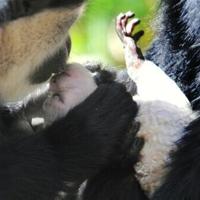 Monkey business: Neanderthals and ancient apes likely kissed too