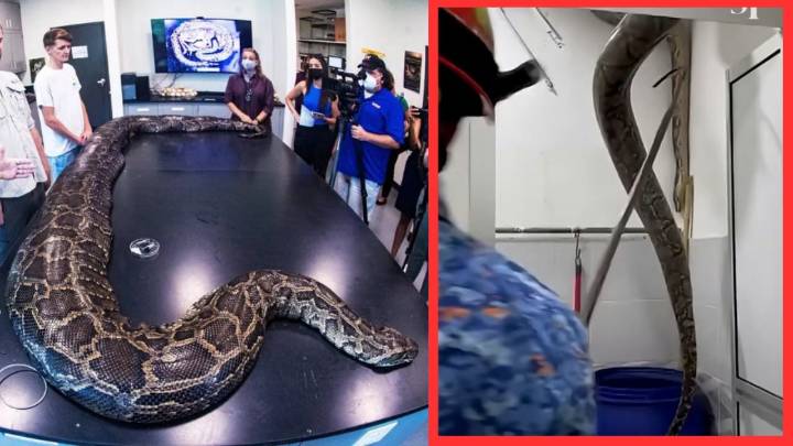 Familia aterrada descubre pitón gigante en el techo de su baño; así fue el rescate