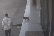 Hombre trata de patear a un perro y lo paga de la peor manera