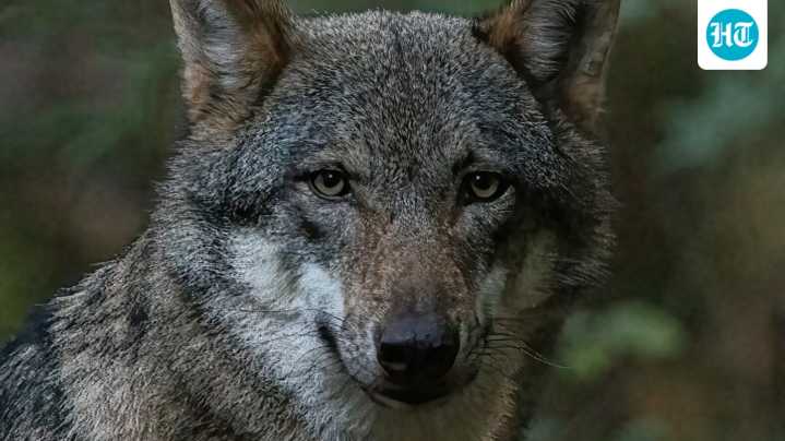 From Himalayan wolf to Purple Frogs: 7 rare animals that exist in India