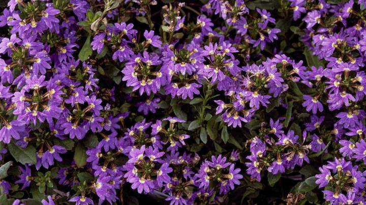 Ni malvones ni geranios: las flores que más duran con el calor de noviembre
