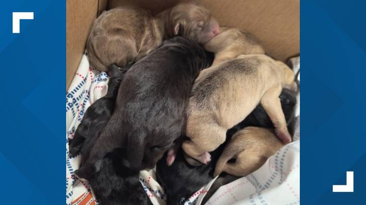 Nine puppies found abandoned in Louisville hours after being born