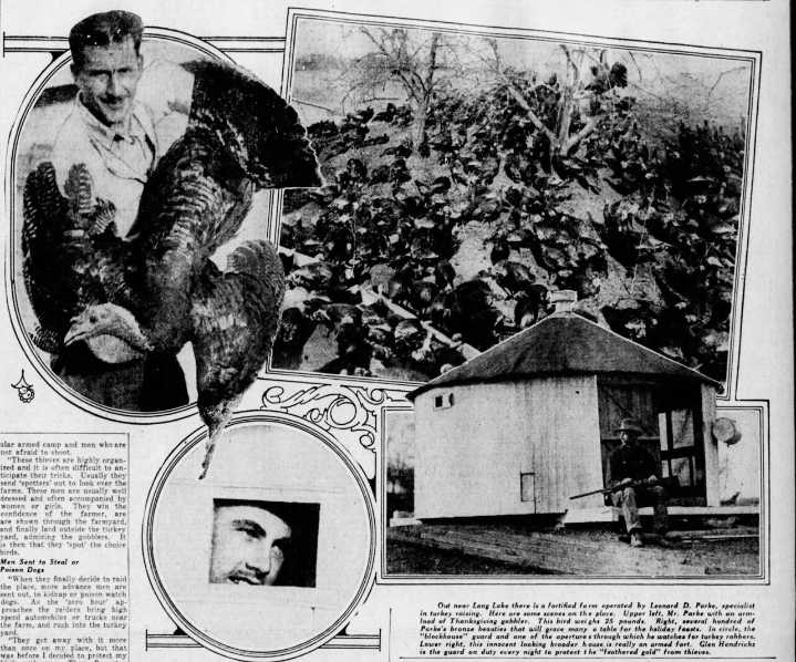 For decades, Thanksgiving came with a threat: turkey bandits