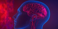 La salud cerebral depende de una adecuada circulación sanguínea