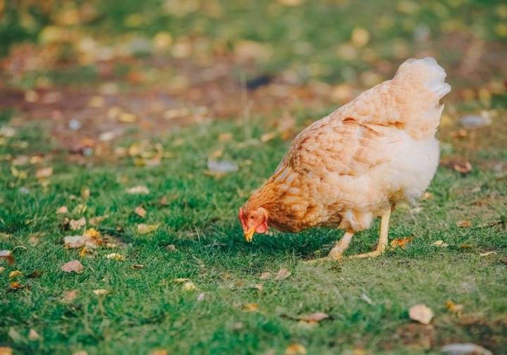 Medidas en Asturias contra la gripe aviar: prohibido criar aves de corral al aire libre en ocho concejos