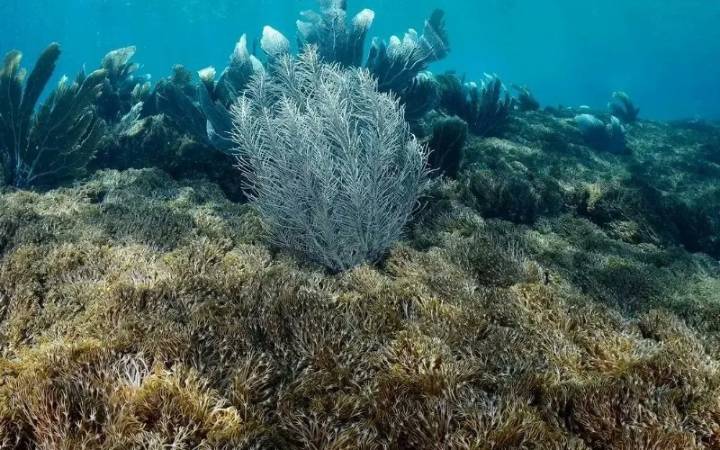 Identifican especies marinas afectadas por un coral invasor en Anzoátegui