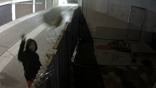 Video shows woman throwing dog over fence in plastic bag in Anaheim