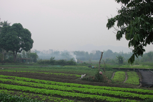 Hombre estadounidense y su hijo mueren tras ser atacados por avispas en Laos