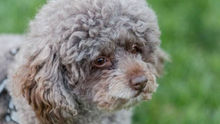 Investigan a un hombre de Pocito por un presunto caso de abuso contra un caniche