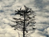 West Seattle Blog… | Dine-out and trivia benefits, holiday ordering, games, more for your West Seattle Wednesday