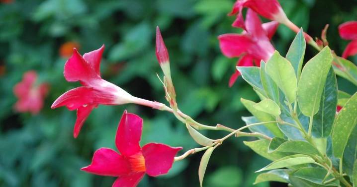 Mandevillas can't take the cold; don't mulch over seeds